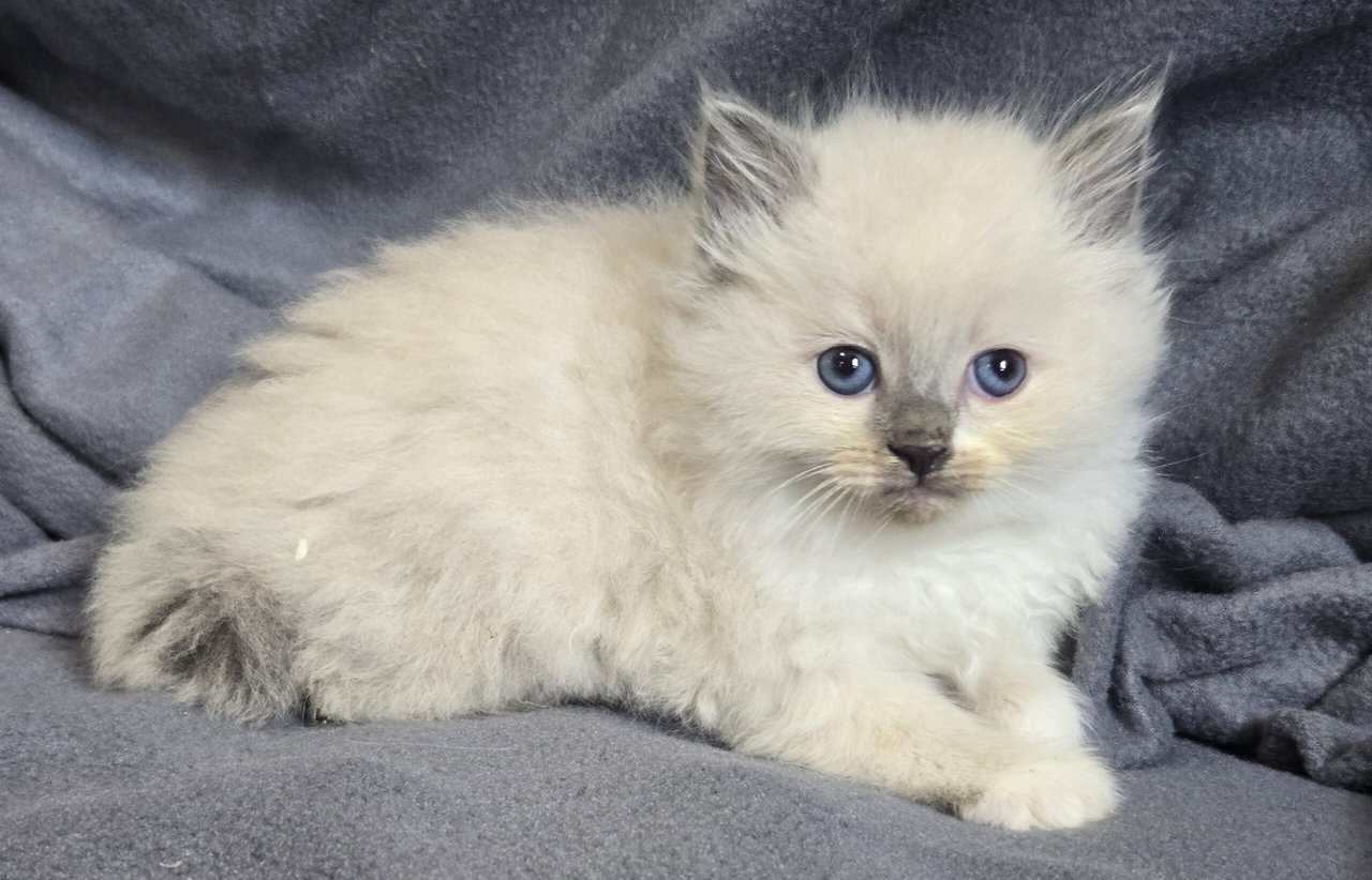 Ragdoll kittens image 7