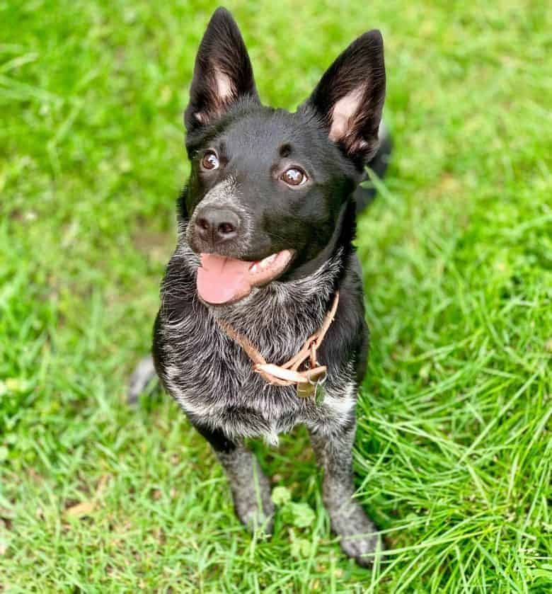 Looking for free dog or puppy image 1