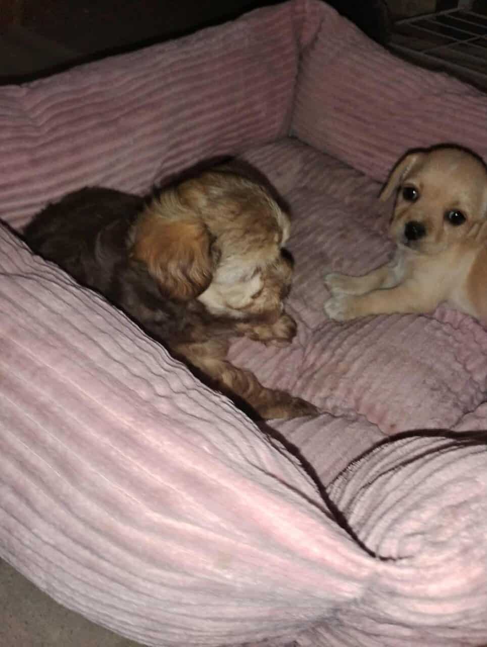 Incredibly adorable puppies image 3