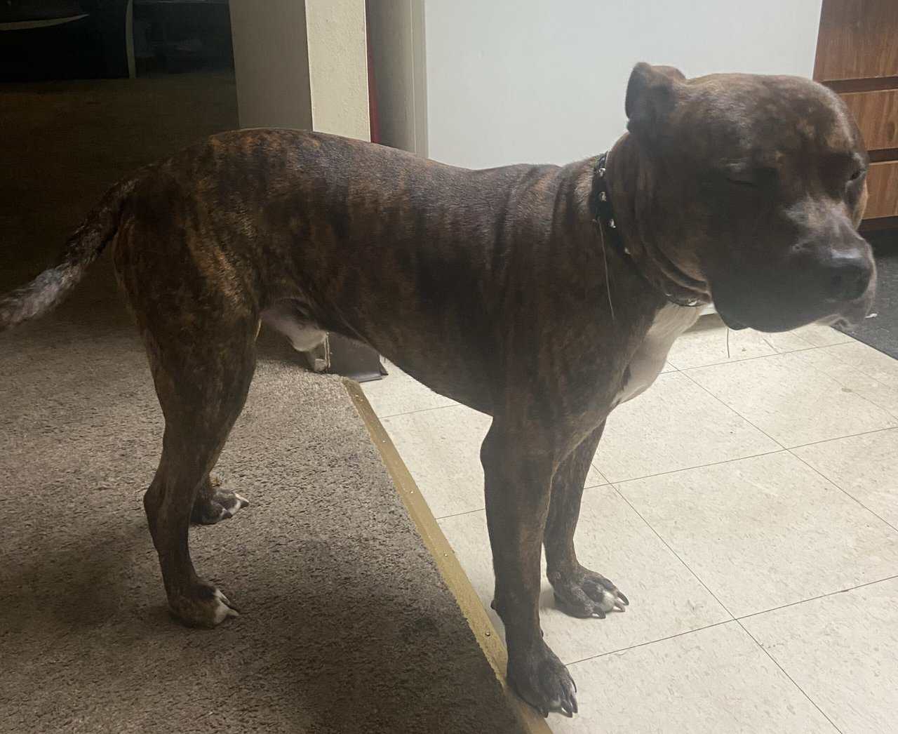 16 month old Male Brindle Pit Bull image 3