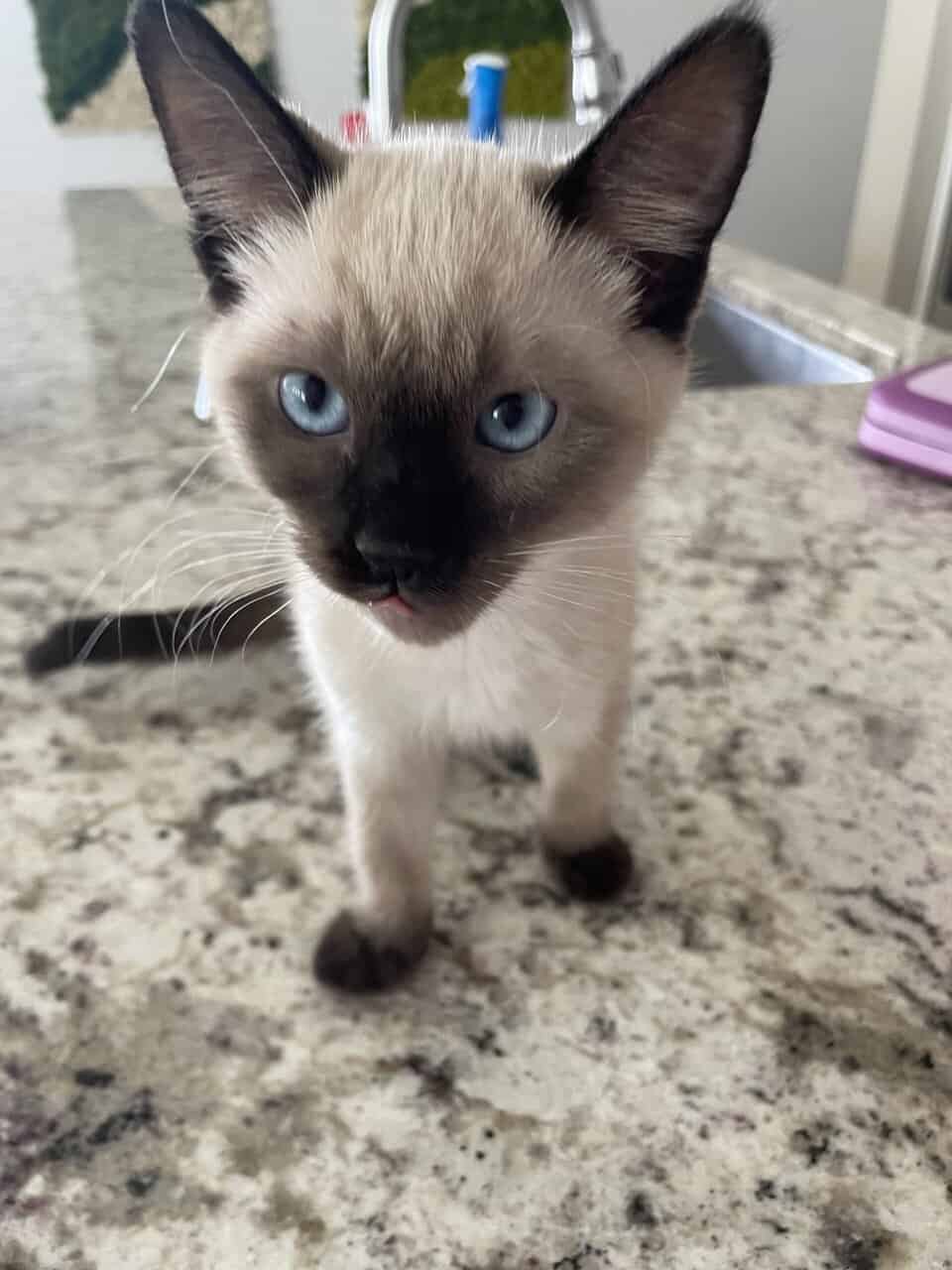 Siamese kitten image 4