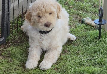 Exceptional F1BB 8 week old Goldendoodle Puppies