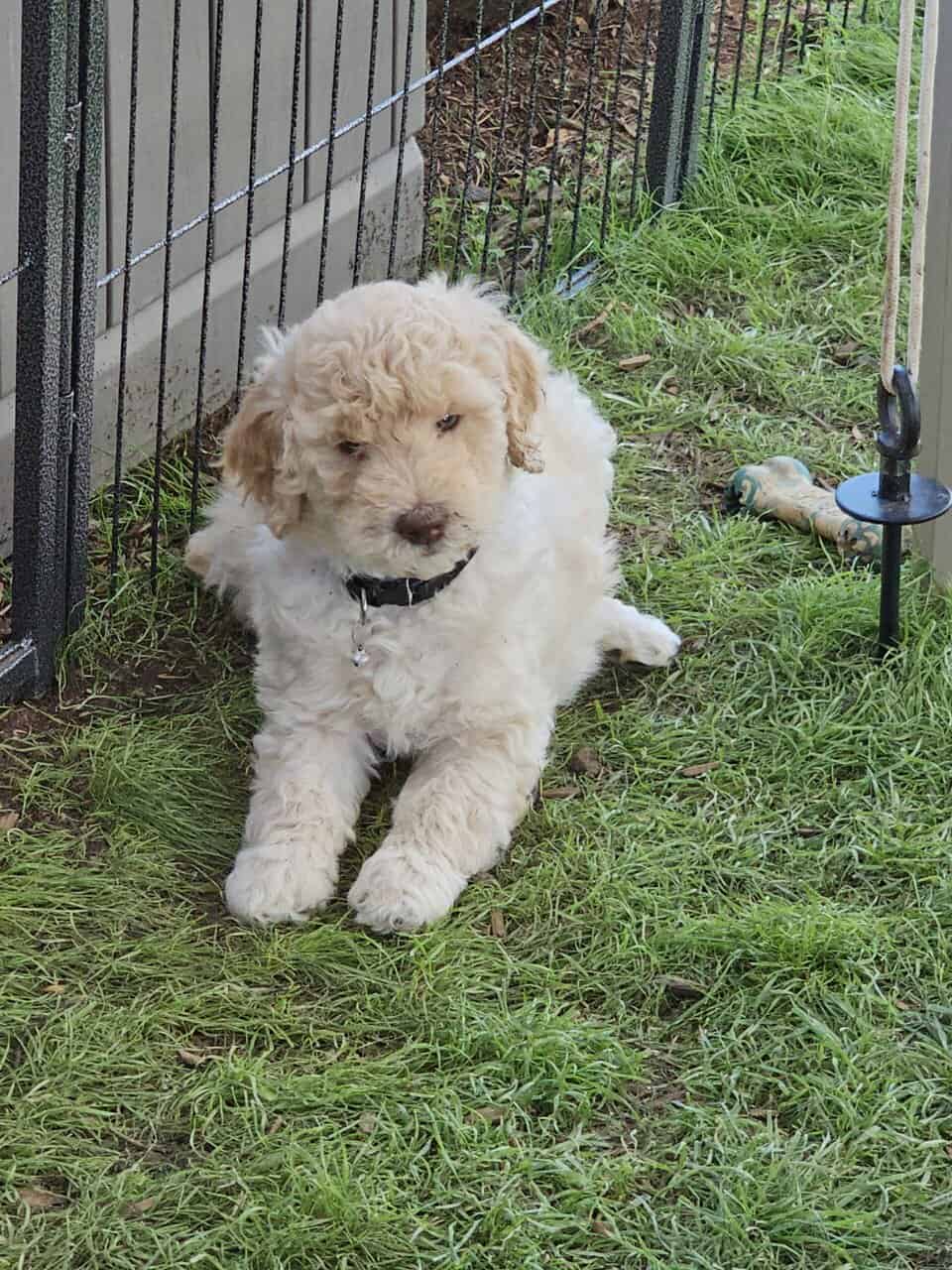 Exceptional F1BB 8 week old Goldendoodle Puppies image 1