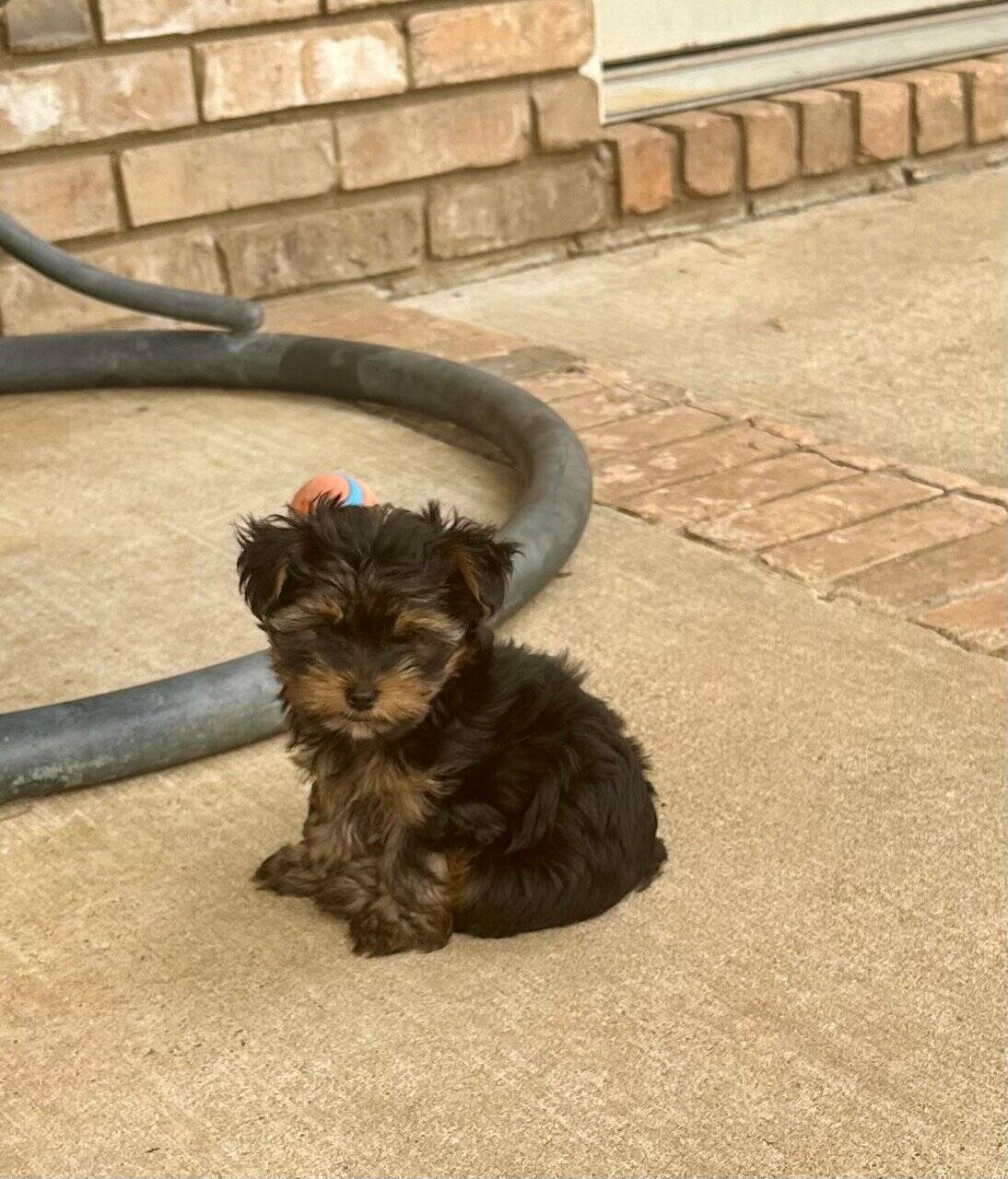 Tiny Yorkie Puppies image 9