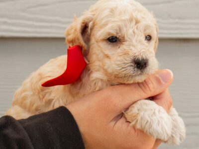 Nemo – Sheepadoodle / Australian Labradoodle Puppy