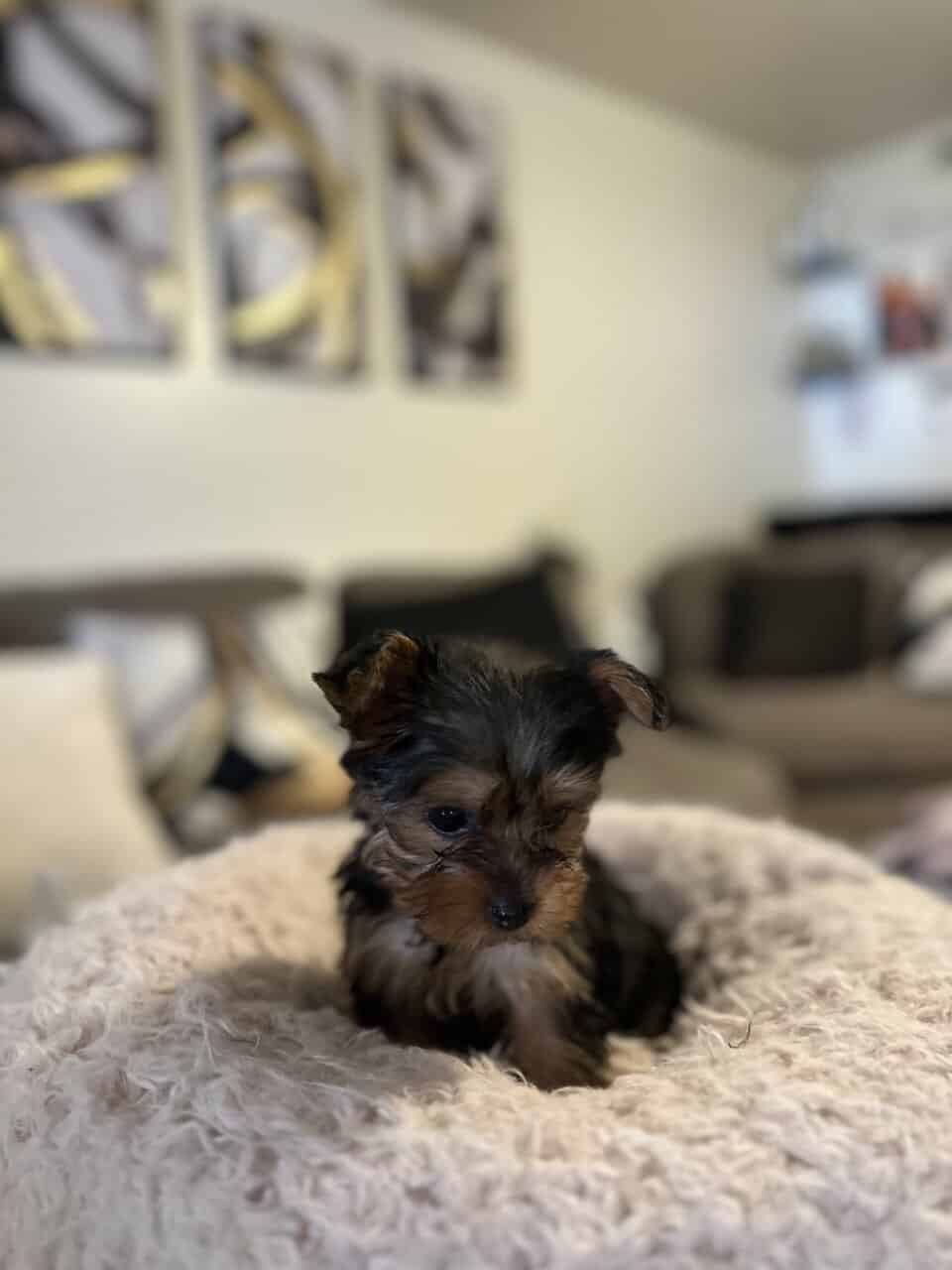 Yorkie for sale - Nyla image 1