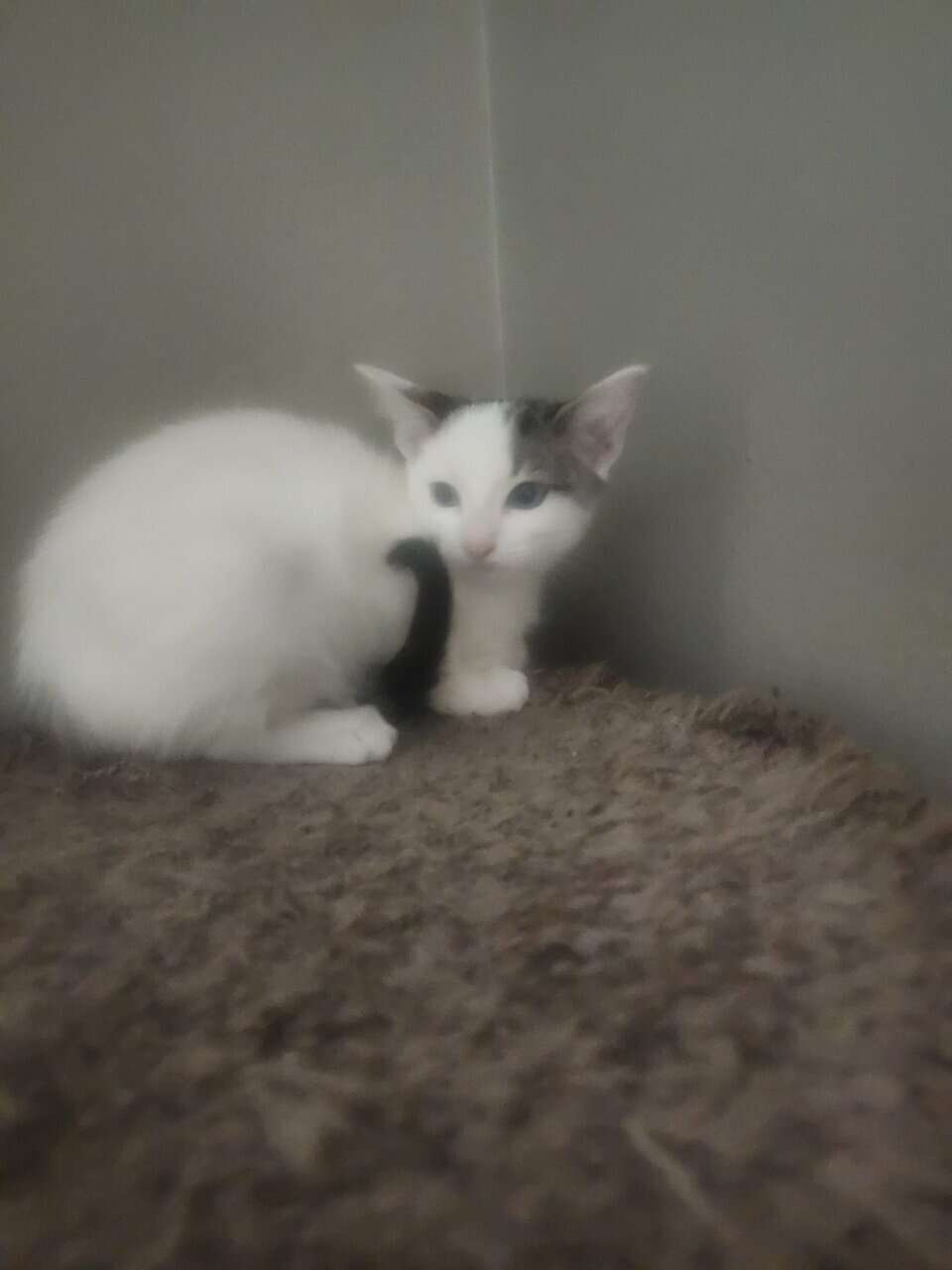 Kittens image 4