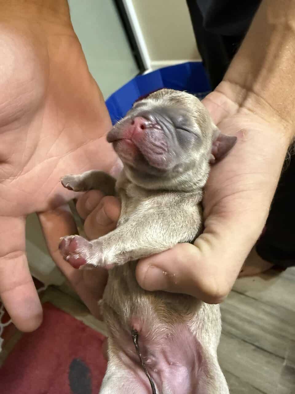 French bulldog babies image 22