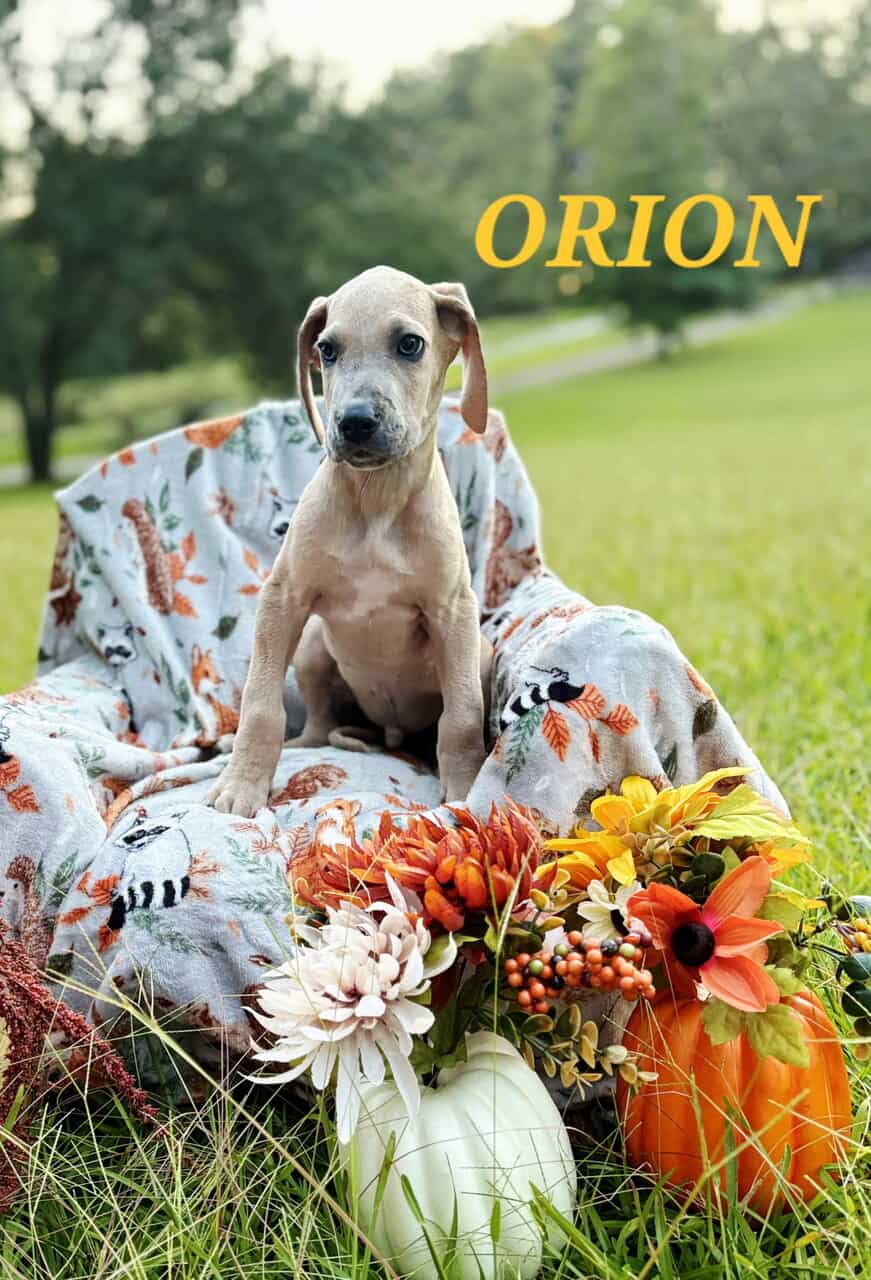 Akc Great danes image 4