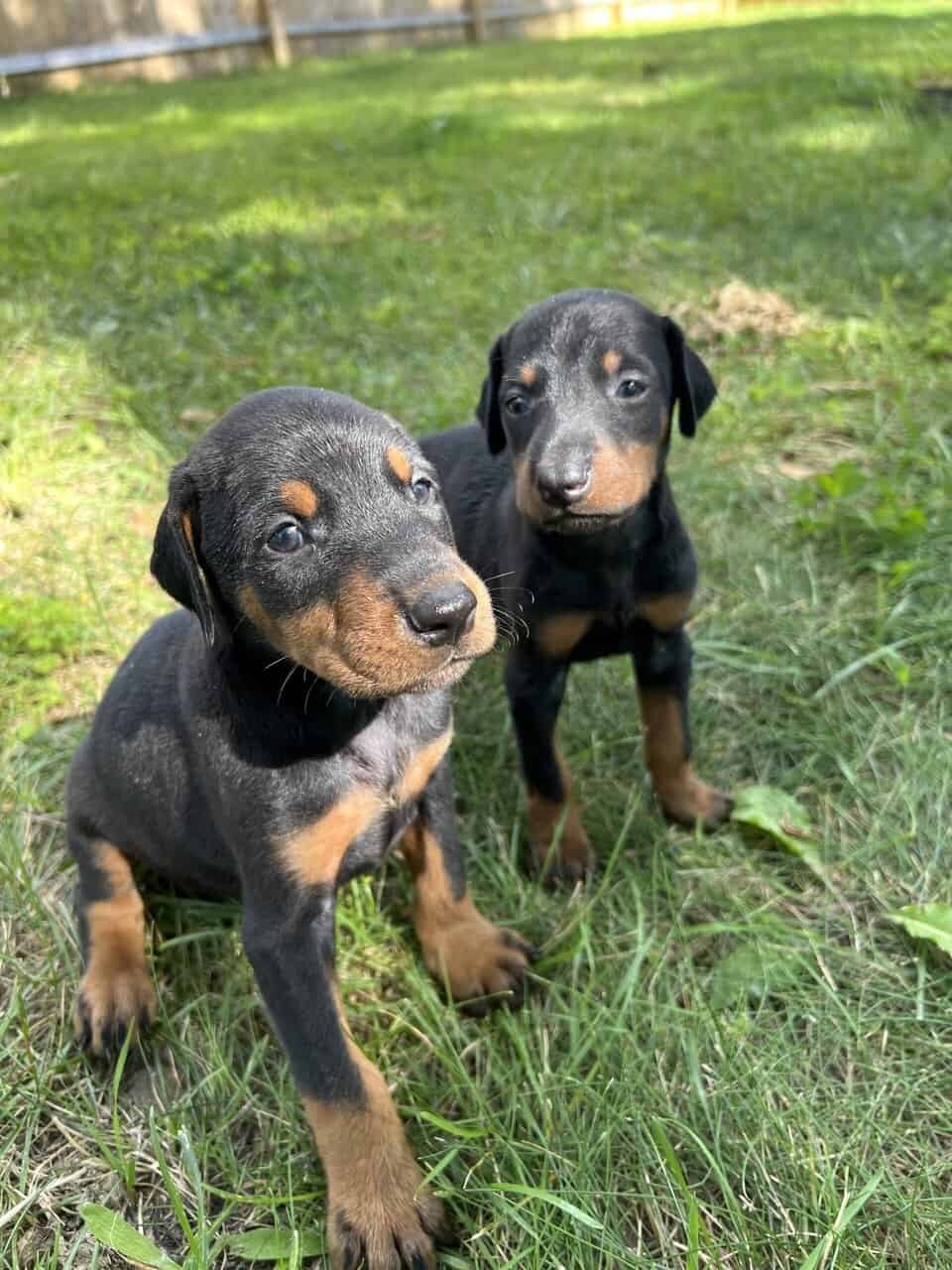 Doberman Pups image 2