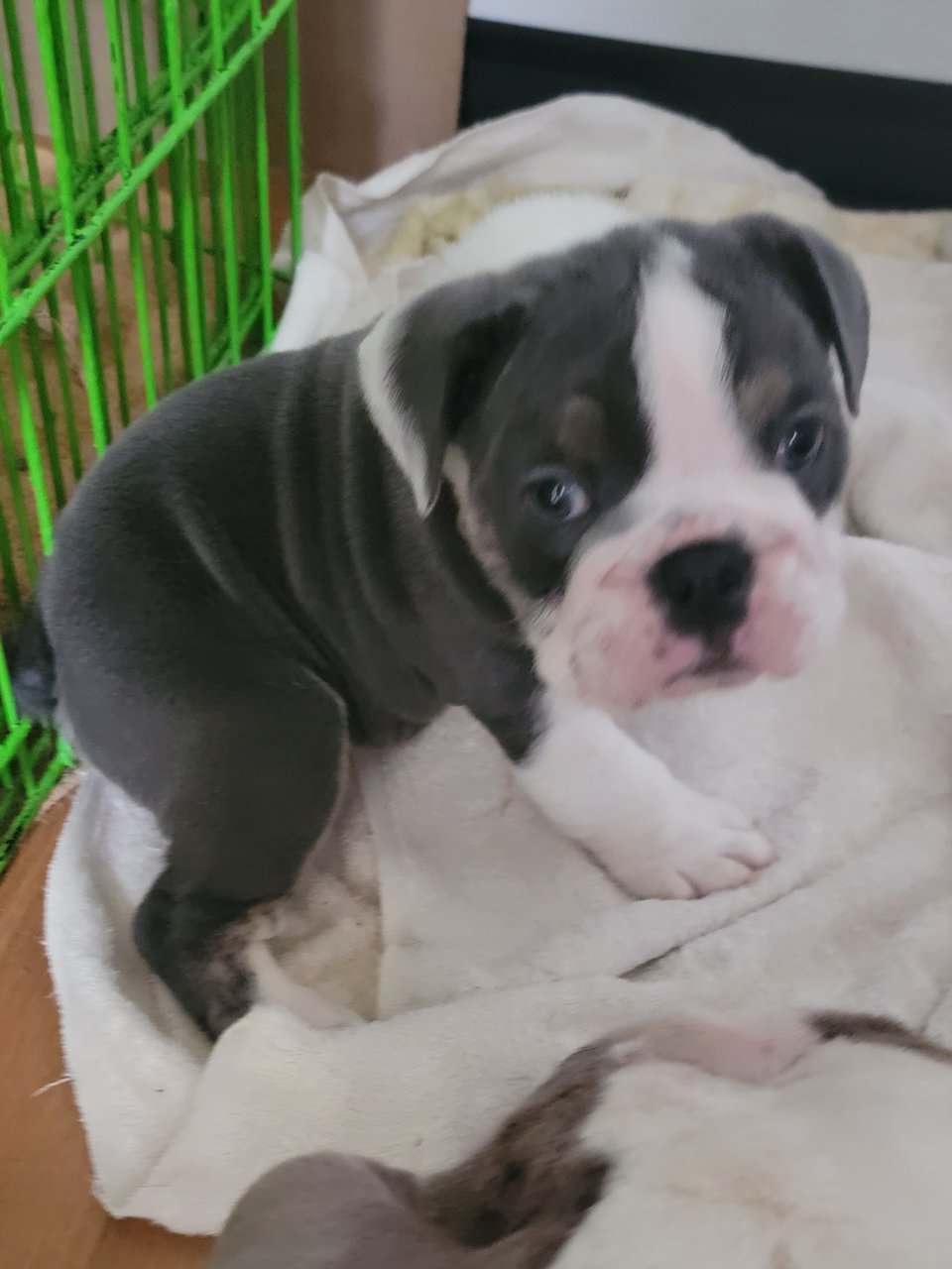 English bulldog puppies image 2