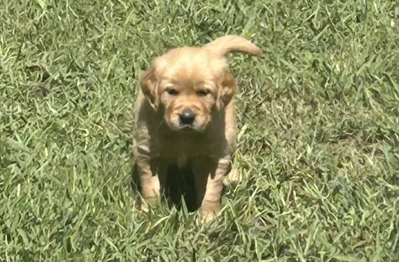 Cedar Creek Golden Retrievers image 3