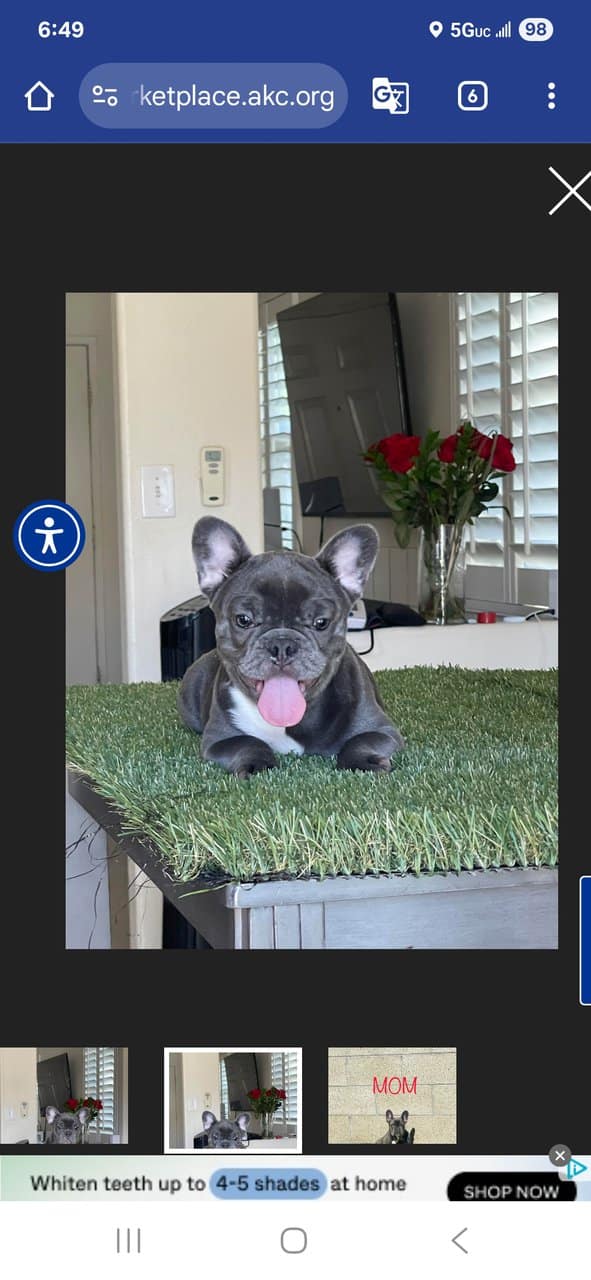Female frenchie for sale image 2