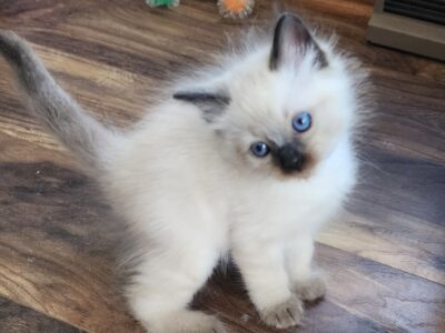 Ragdoll Seal Pointed Male Kitten