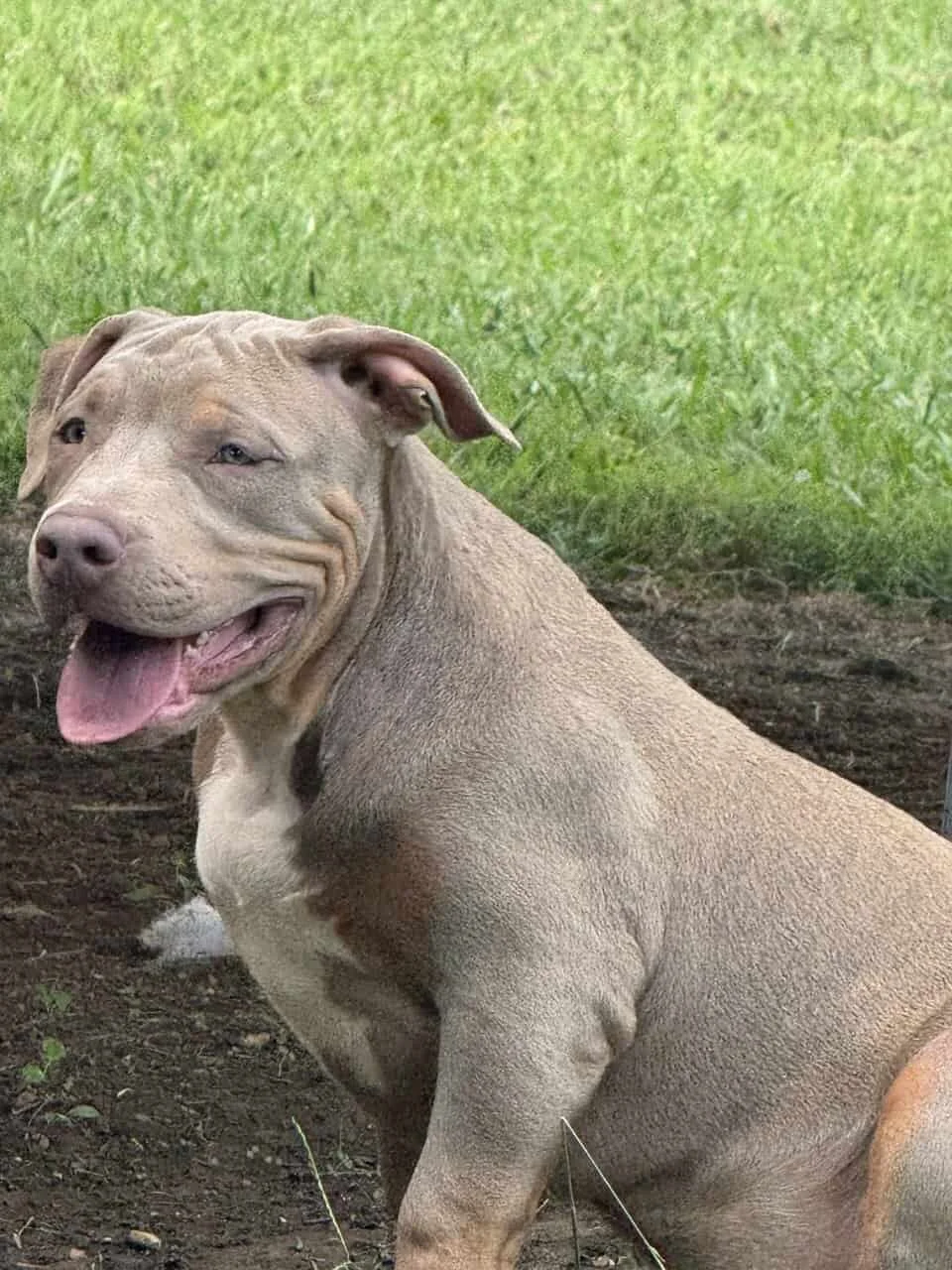Samia Dogs Sami Needs a New Home | PetClassifieds.com - petclassifieds
