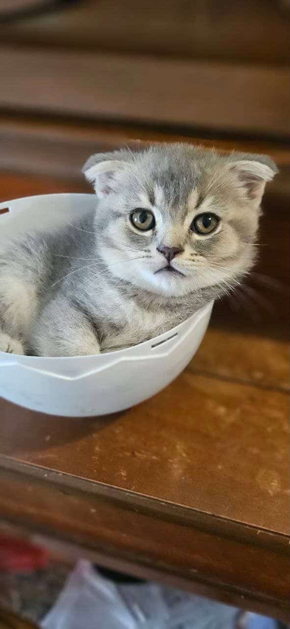 Scottish Fold/Straight cats for sale image 12