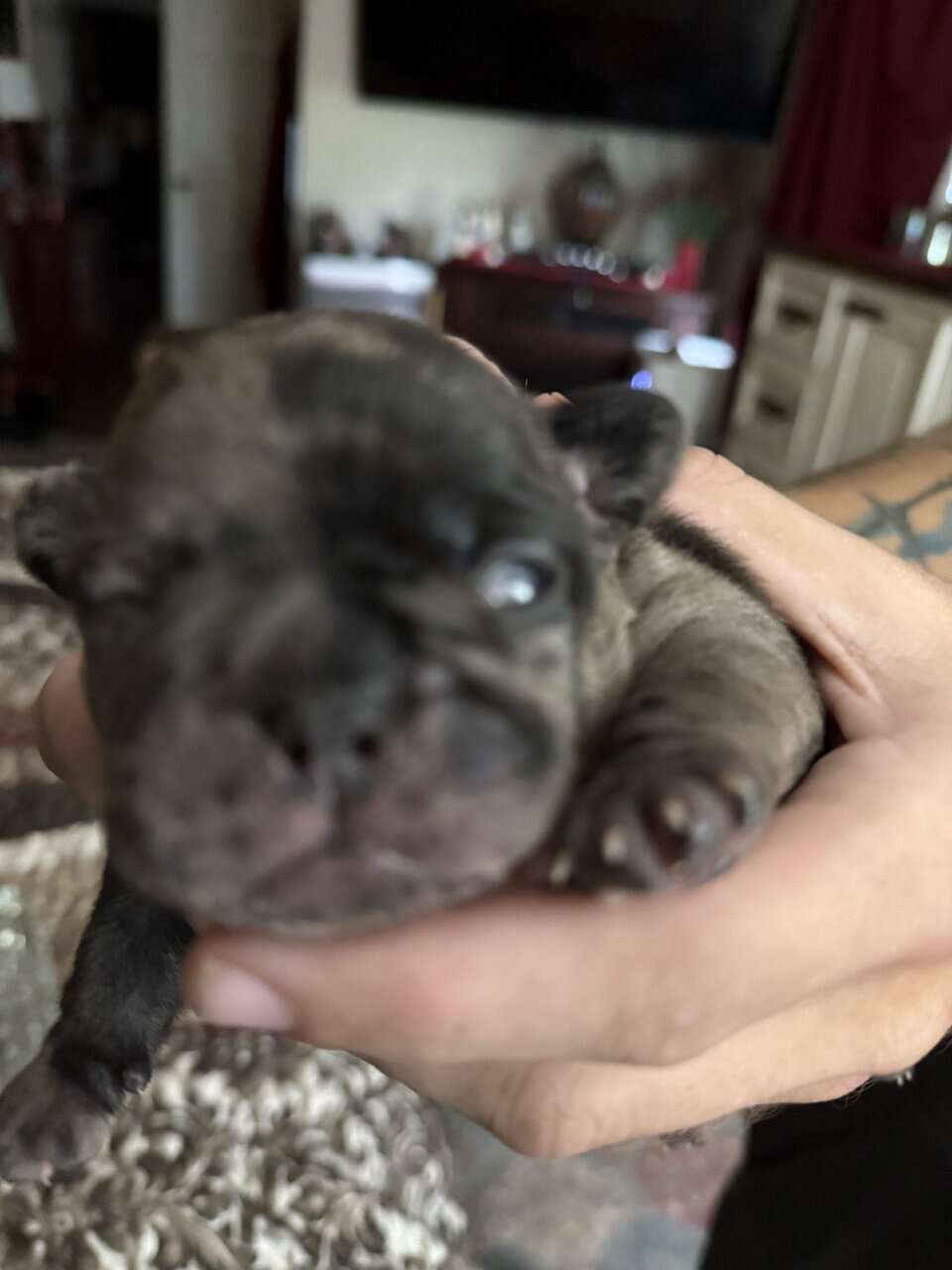 French bulldog babies image 11