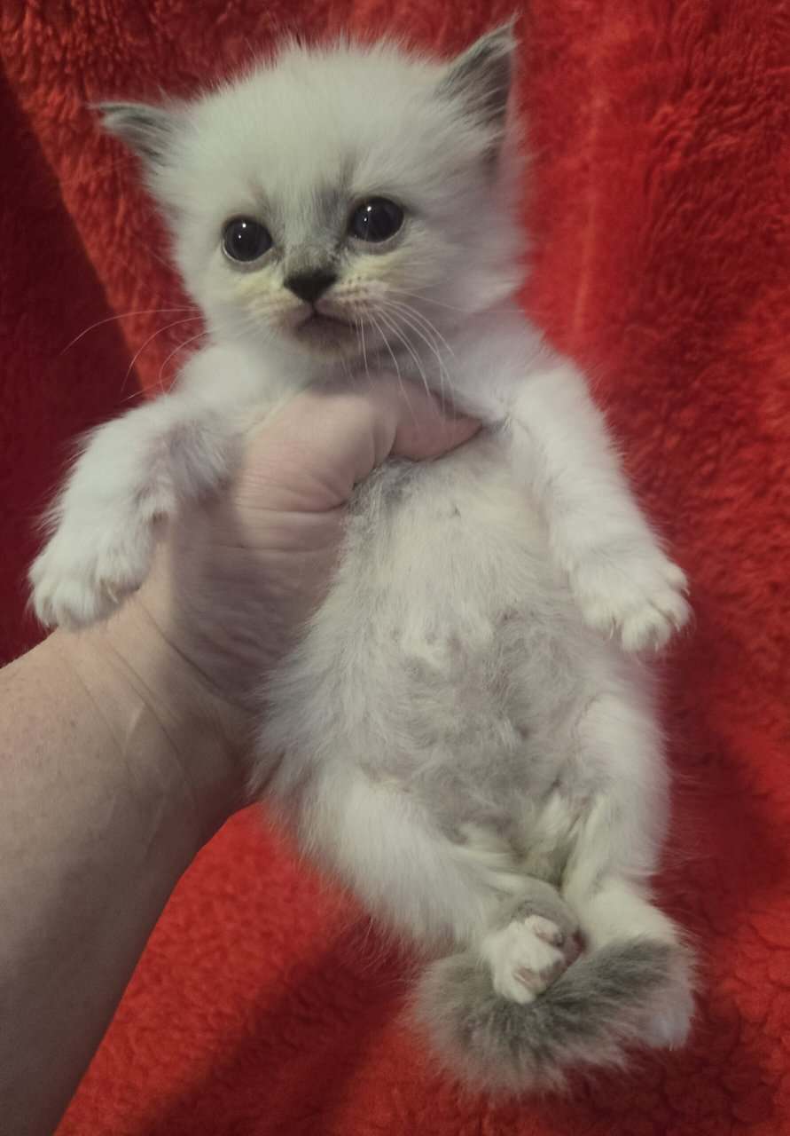 Ragdoll kittens image 9