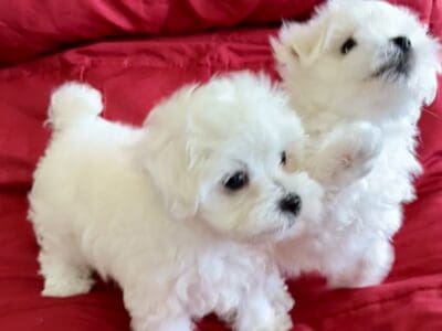 Maltese puppy