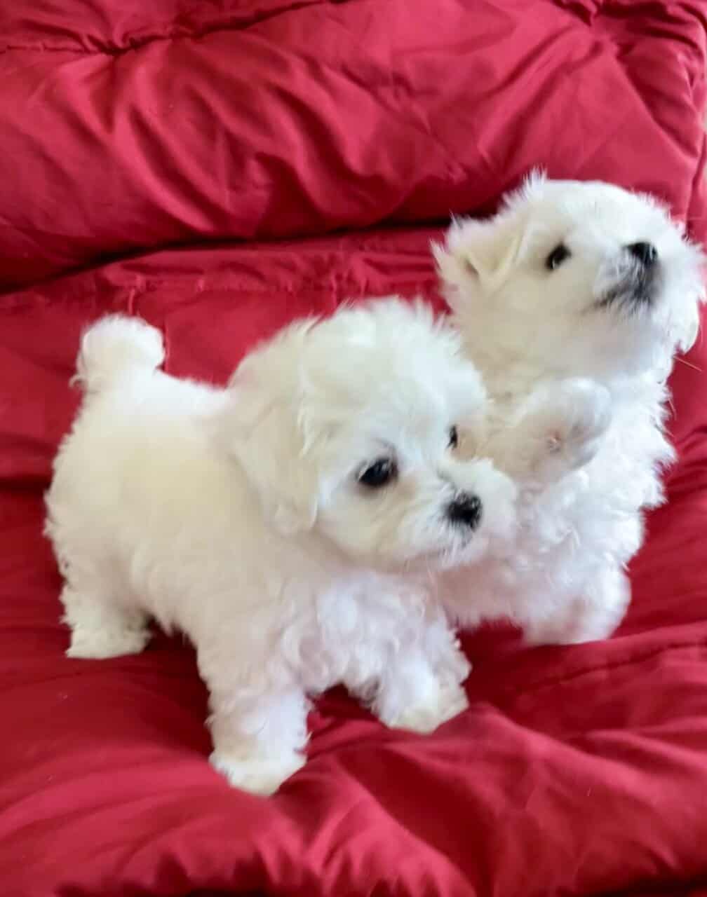 Maltese puppy image 1