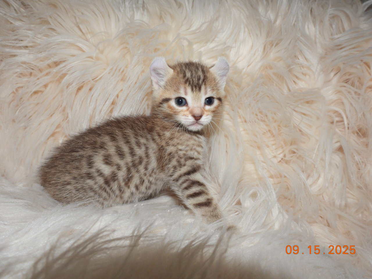 Two Highlander kittens available, male & female image 5