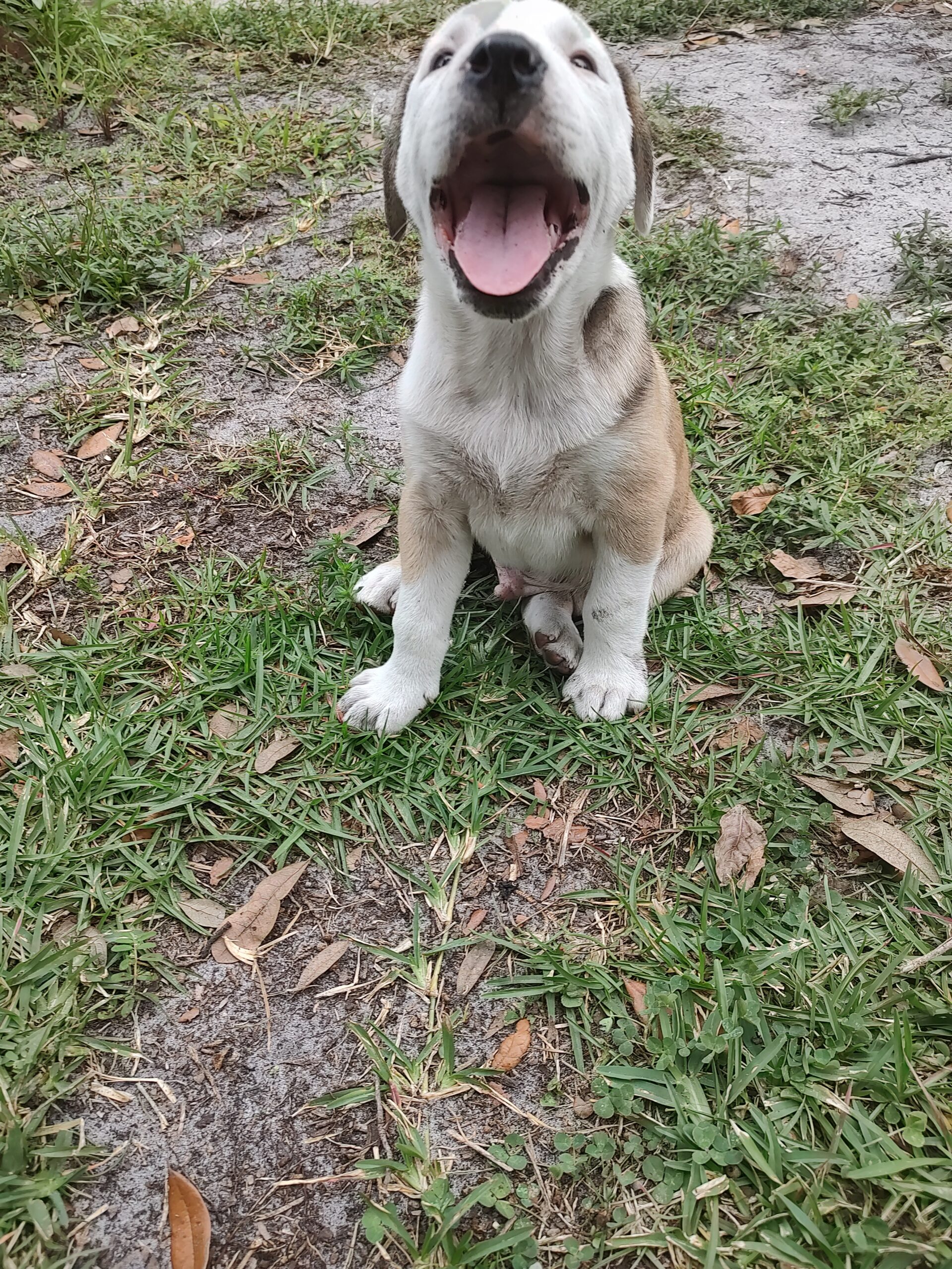 Purdiest PitBullies image 5
