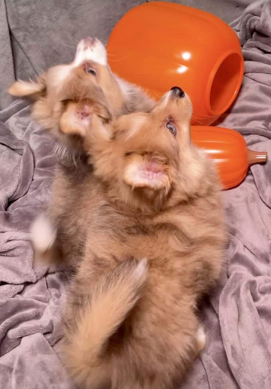 AussiePom Puppies image 9