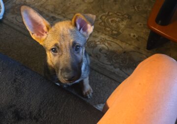 German shepherd puppies