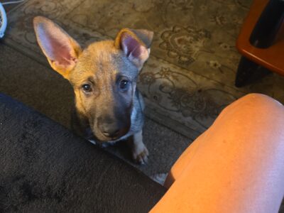 German shepherd puppies