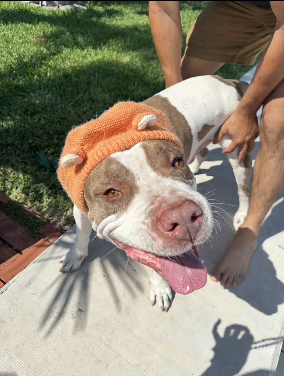 Rocky- Pitbull image 3