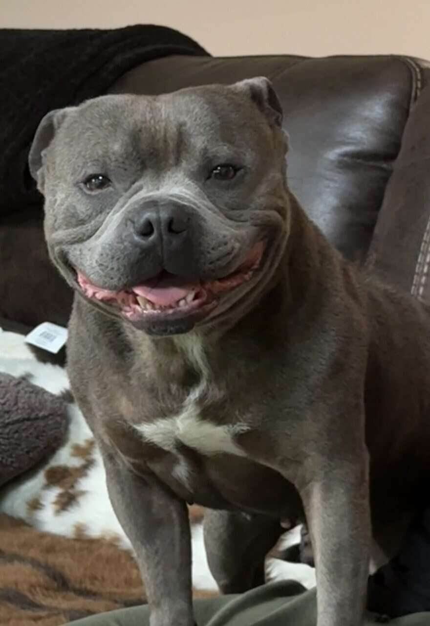 Staffordshire Bull Terrier Puppies For Sale image 7