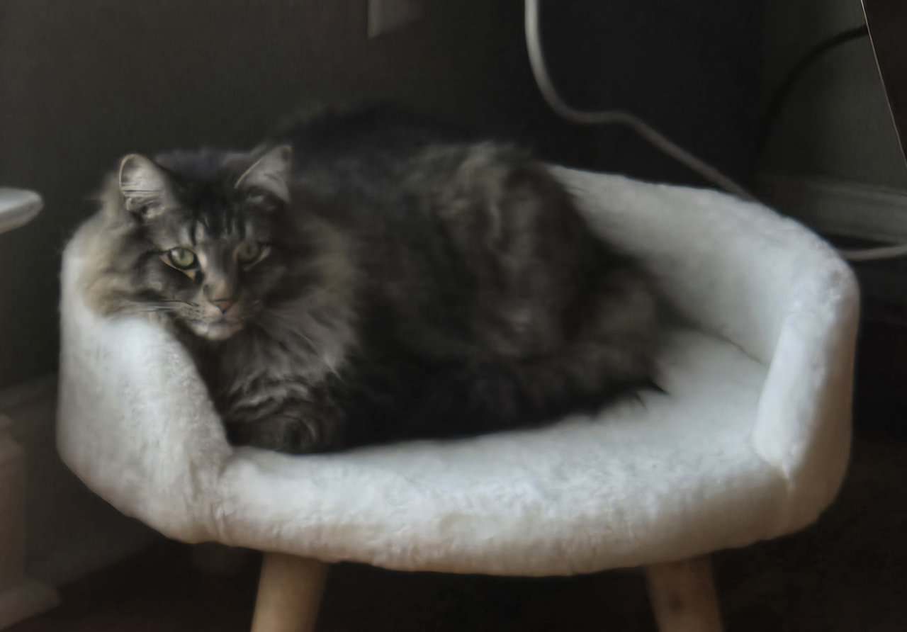 Free 4yr old Cat image 4