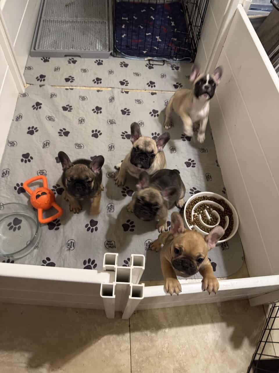 French Bulldog puppies image 20