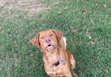 Peach – A lovable dog- looking for a good home!