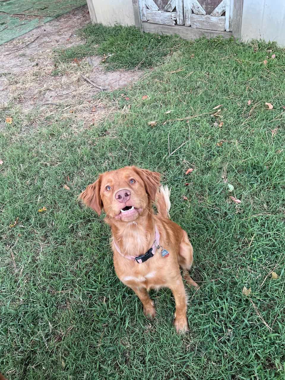 Peach - A lovable dog- looking for a good home! image 1