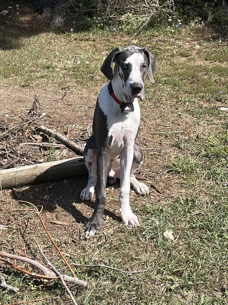 Atticus (rehoming) image 3
