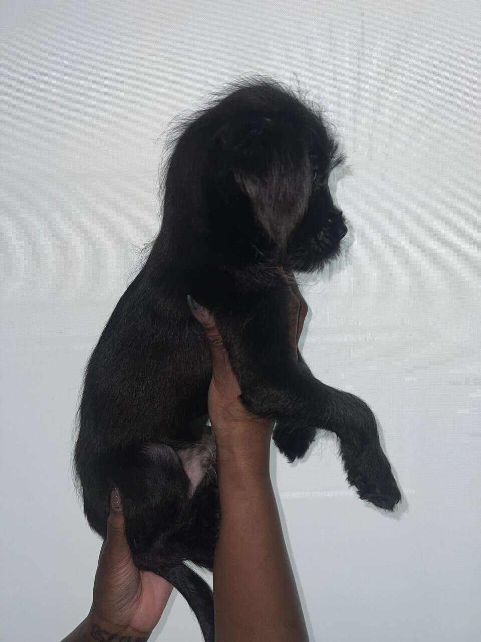 Say hello to Onyx image 5