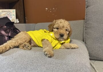 We have three Cavapoos left F1B two males in a fem