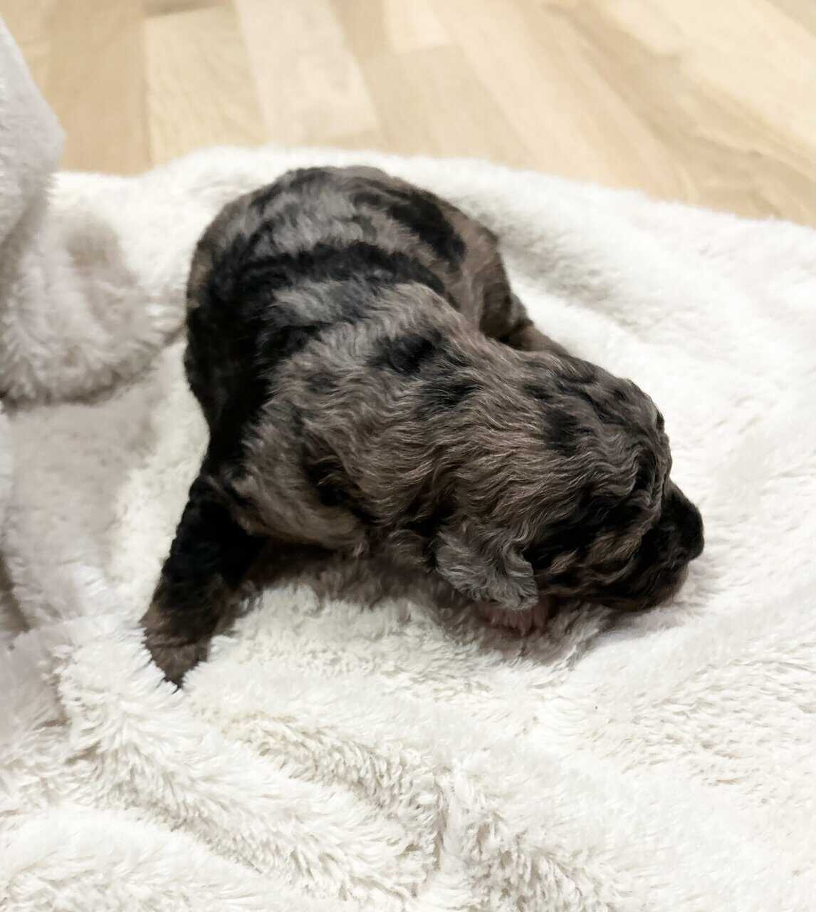 Mini Blue Merle Cavapoo Pups image 6