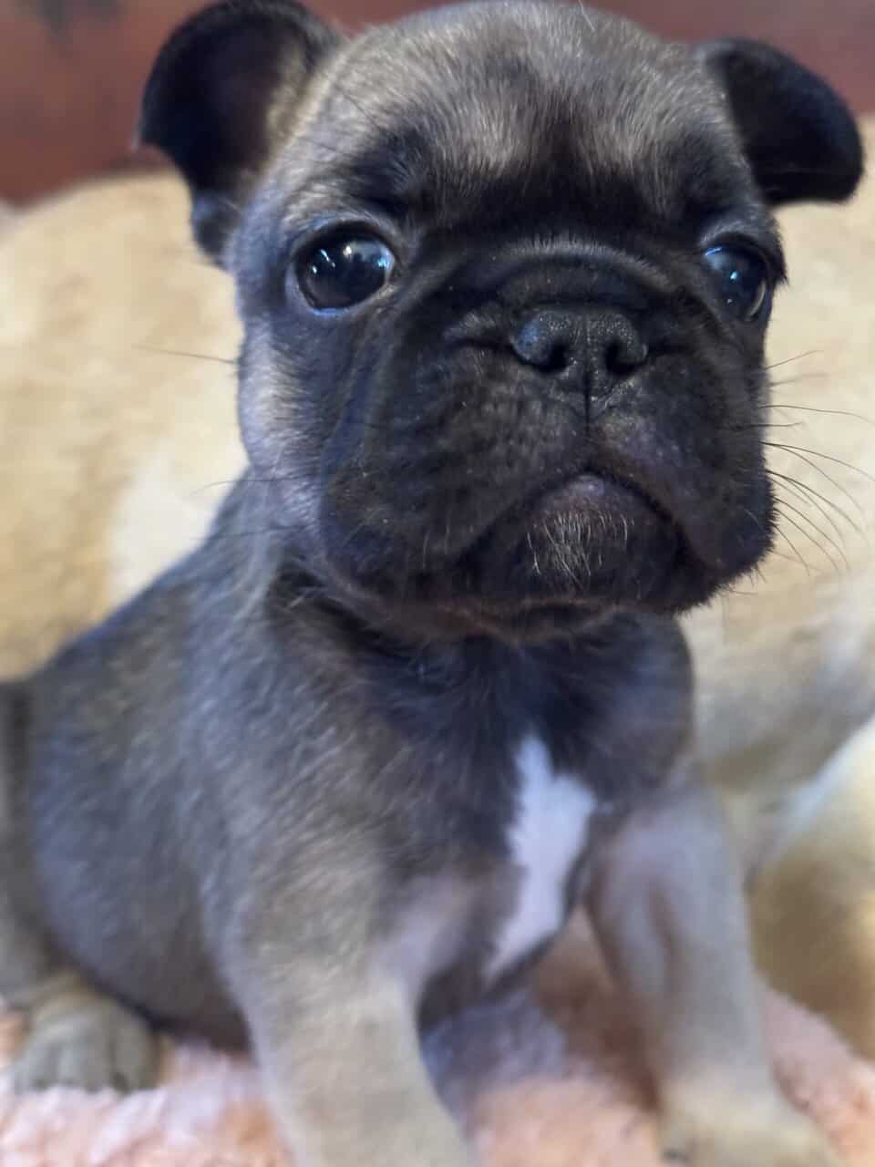 French Bulldog puppies image 5