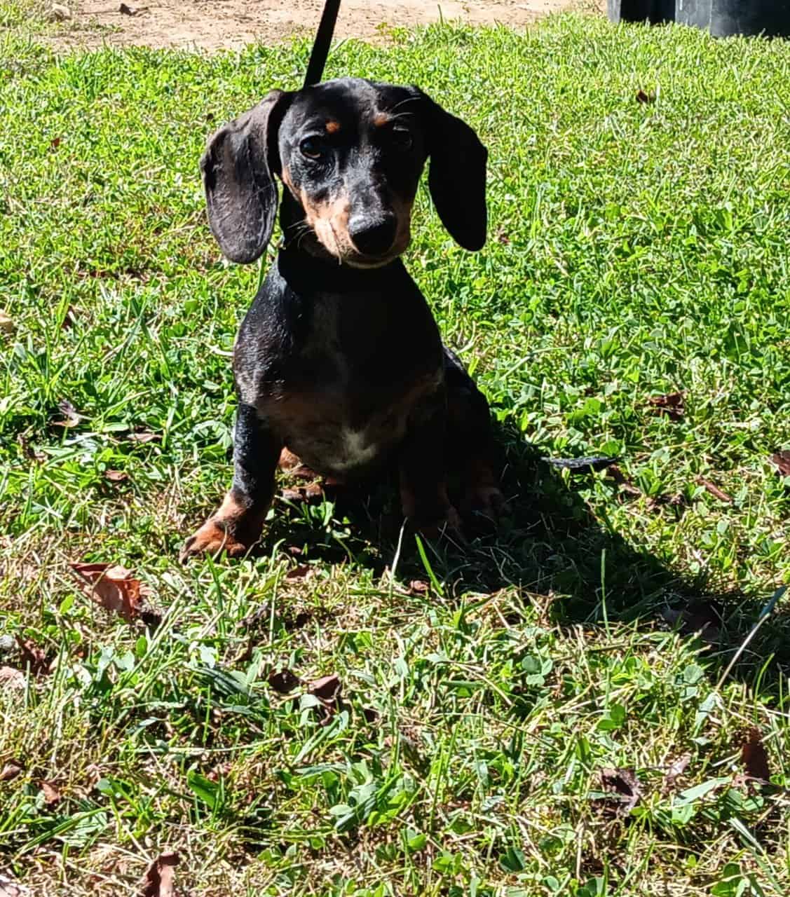For Sale CKC Dachshund Female Puppy image 4