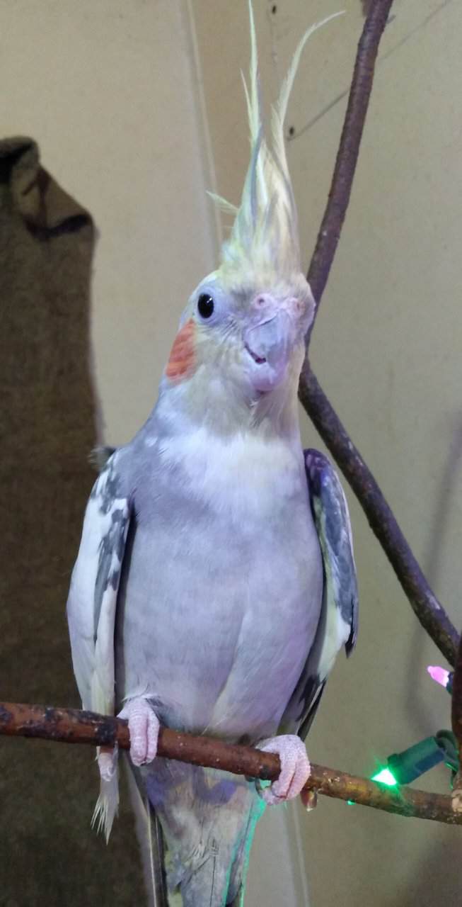 Male Cockatiel image 1