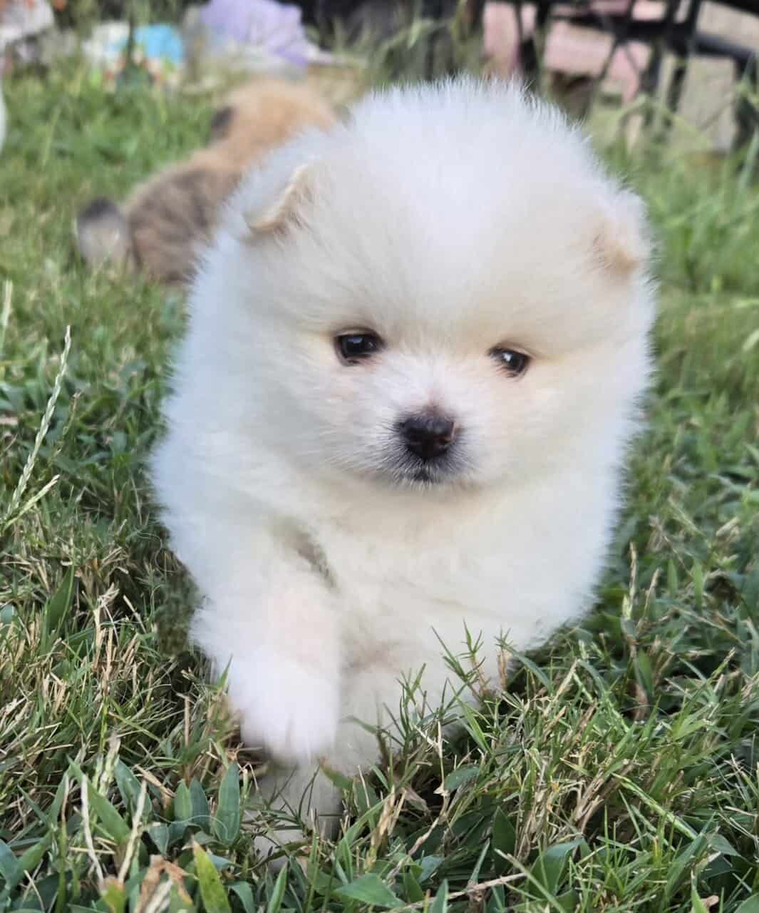 Pomeranian puppies - northern Alabama image 4