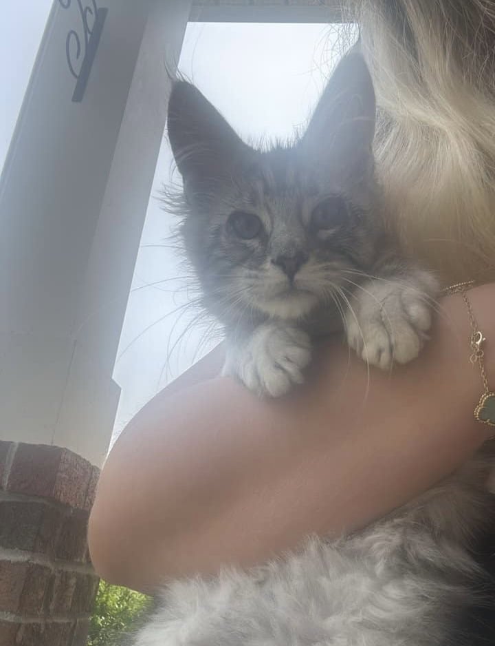 Gorgeous female Maine coon image 1