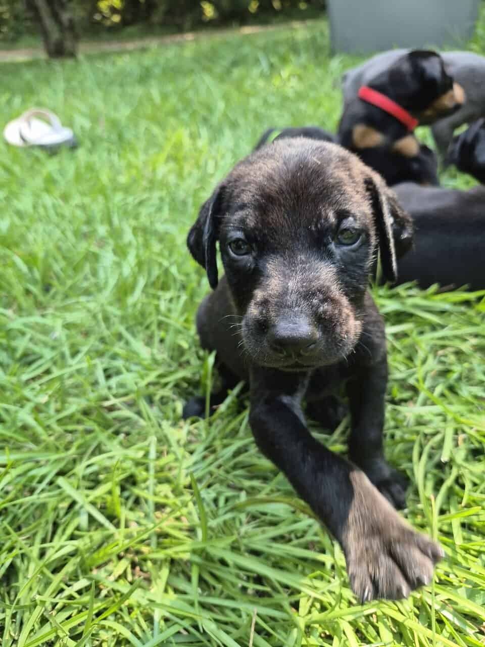 Doberman puppies image 8