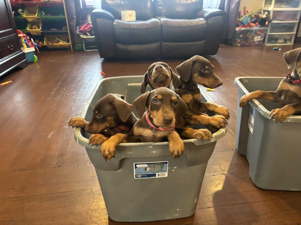 Purebred Doberman Puppies image 2
