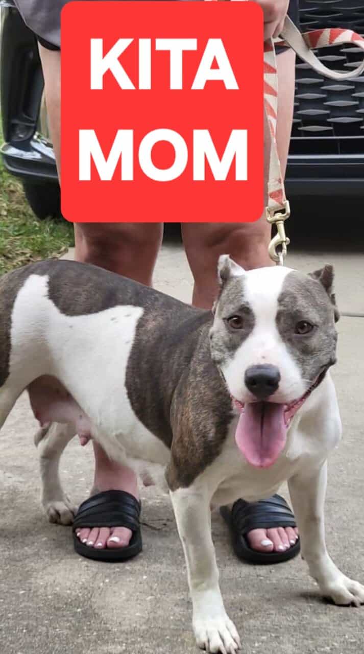 AMERICAN BULLY PUPPIES image 3