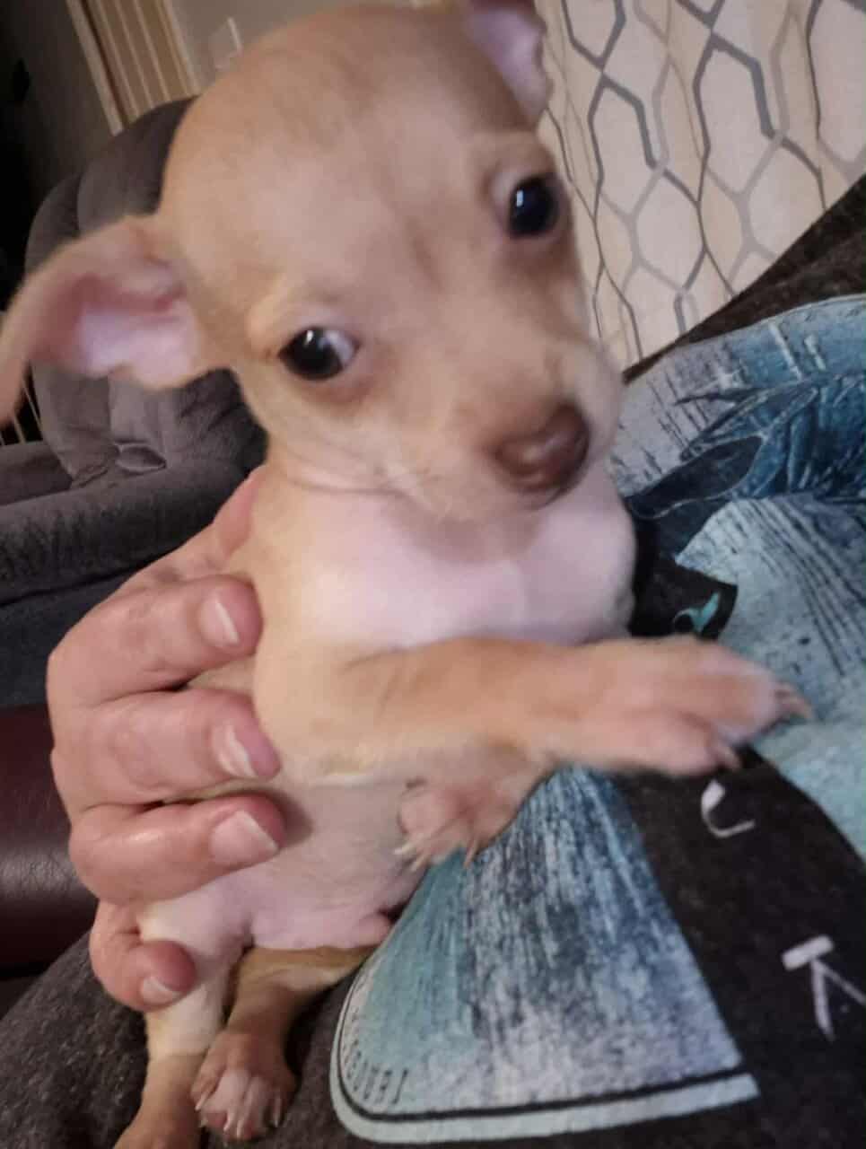 Rehoming Chihuahua Puppies image 14