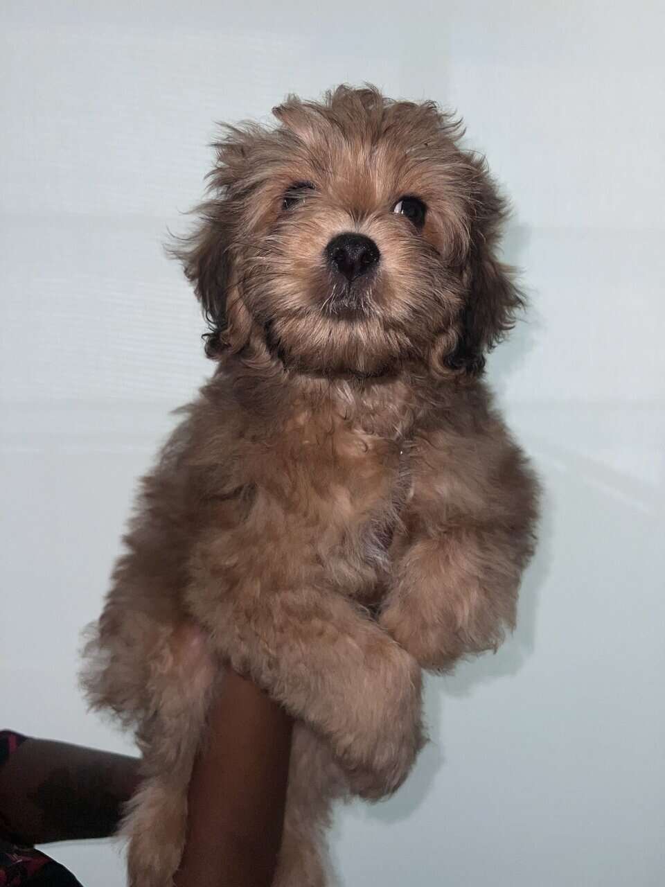 Say hi to BoBo image 2