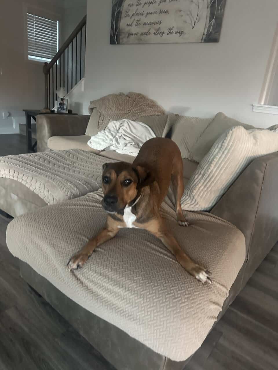 Looking for a good home for 1 year old dog image 3